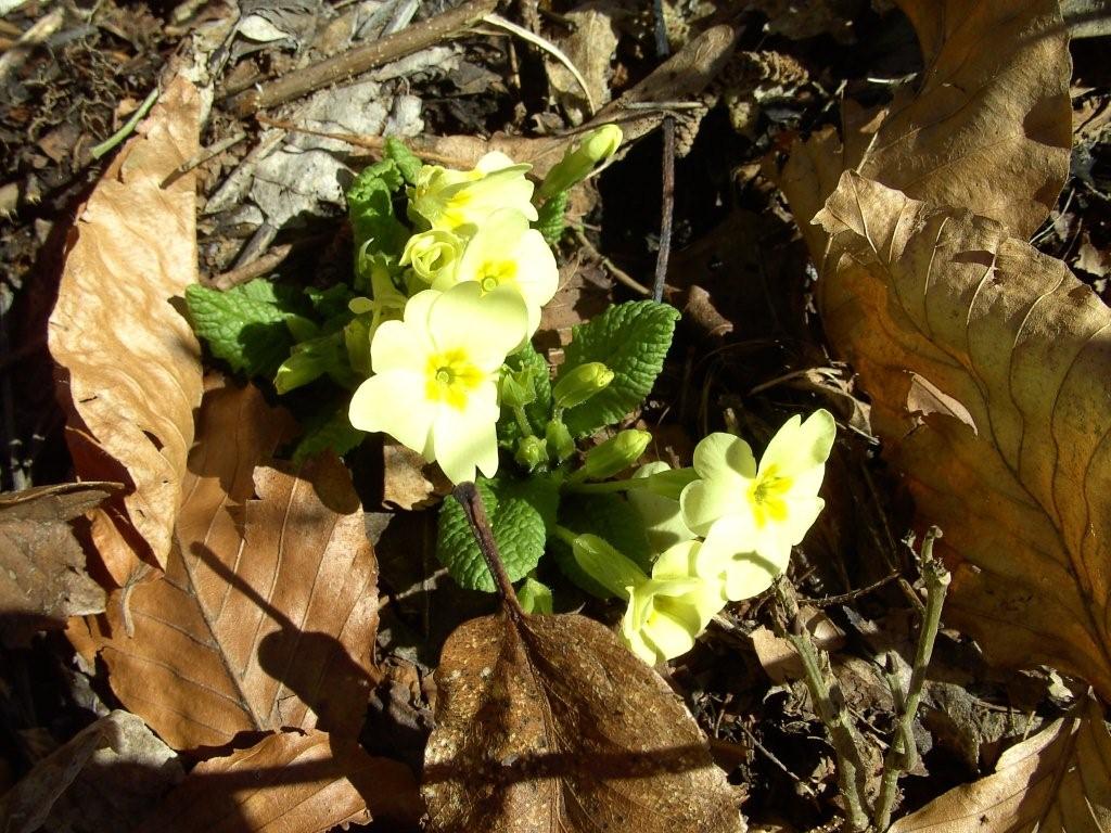 fioriture...di primavera